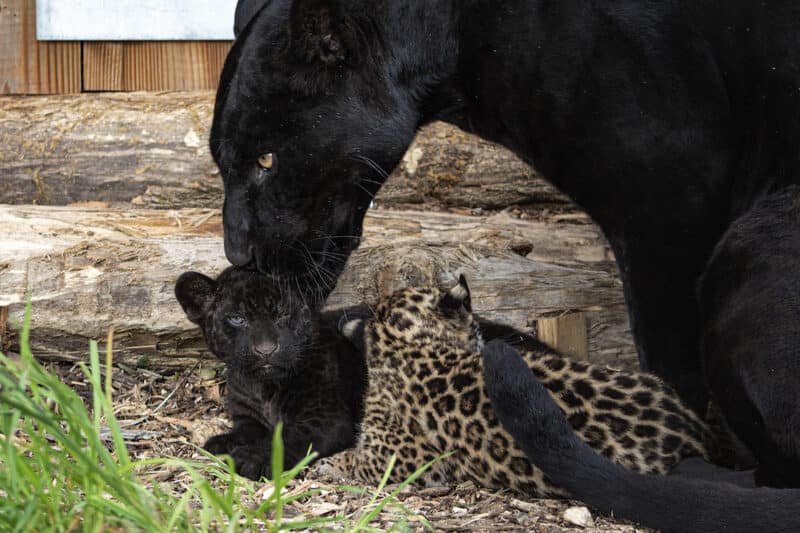 Naissance de deux bébés jaguars à Parrot World