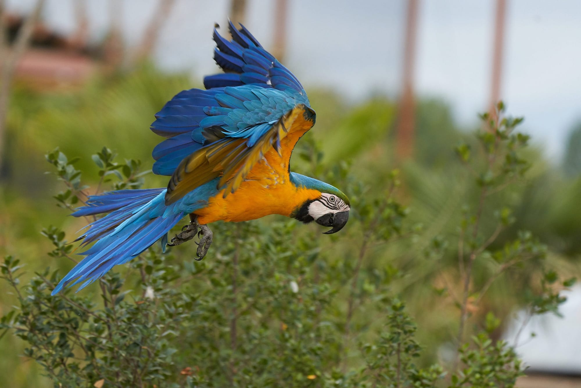 Parrot World attire 33000 visiteurs le premier mois