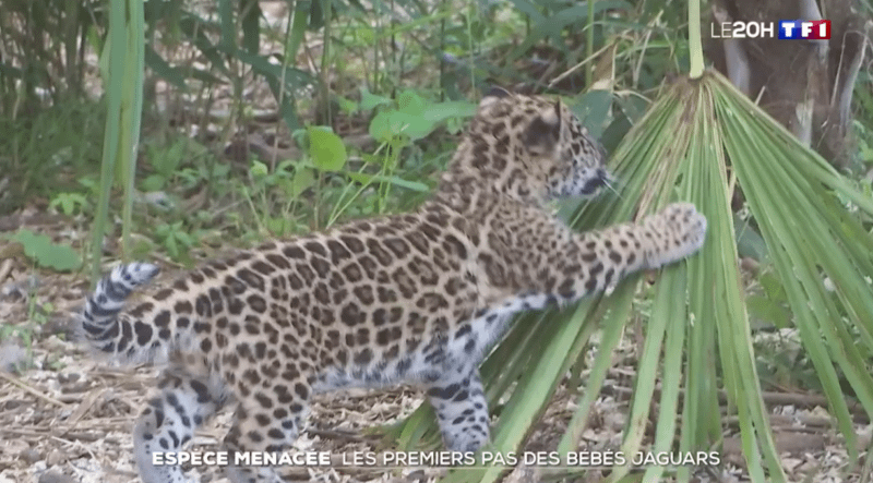 Naissance de deux bébés jaguars à Parrot World