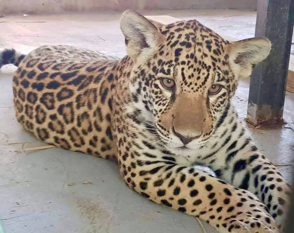 Parrot World accueille son deuxième jaguar